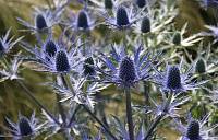 Синеголовник альпийский (лат. Eryngium alpinum)